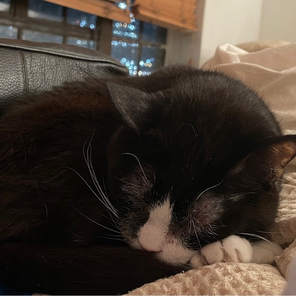 Mimi wants all the pretty things. - Picture 3 of 3